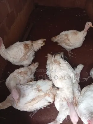 Foreign and Local Adult Turkeys for Sale