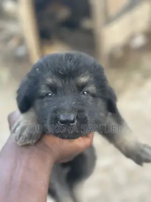 1-3 months Female Purebred German Shepherd