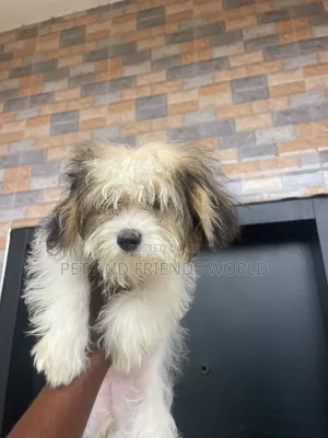 1-3 months Female Purebred Lhasa Apso