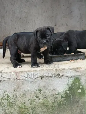 1-3 months Male Purebred Cane Corso