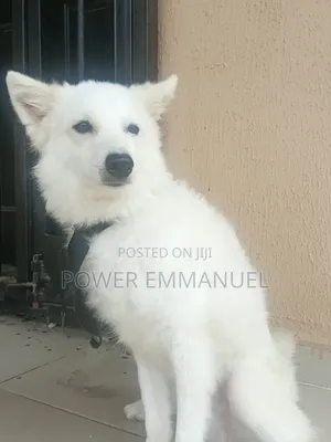 3-6 months Male Purebred American Eskimo