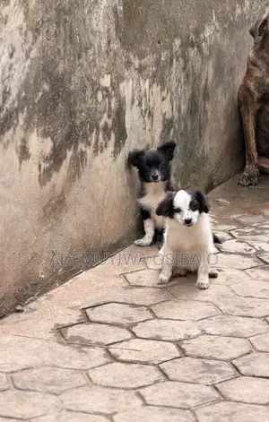 3-6 months Female Mixed Breed Lhasa Apso