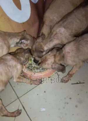 0-1 month Male Mixed Breed Boerboel