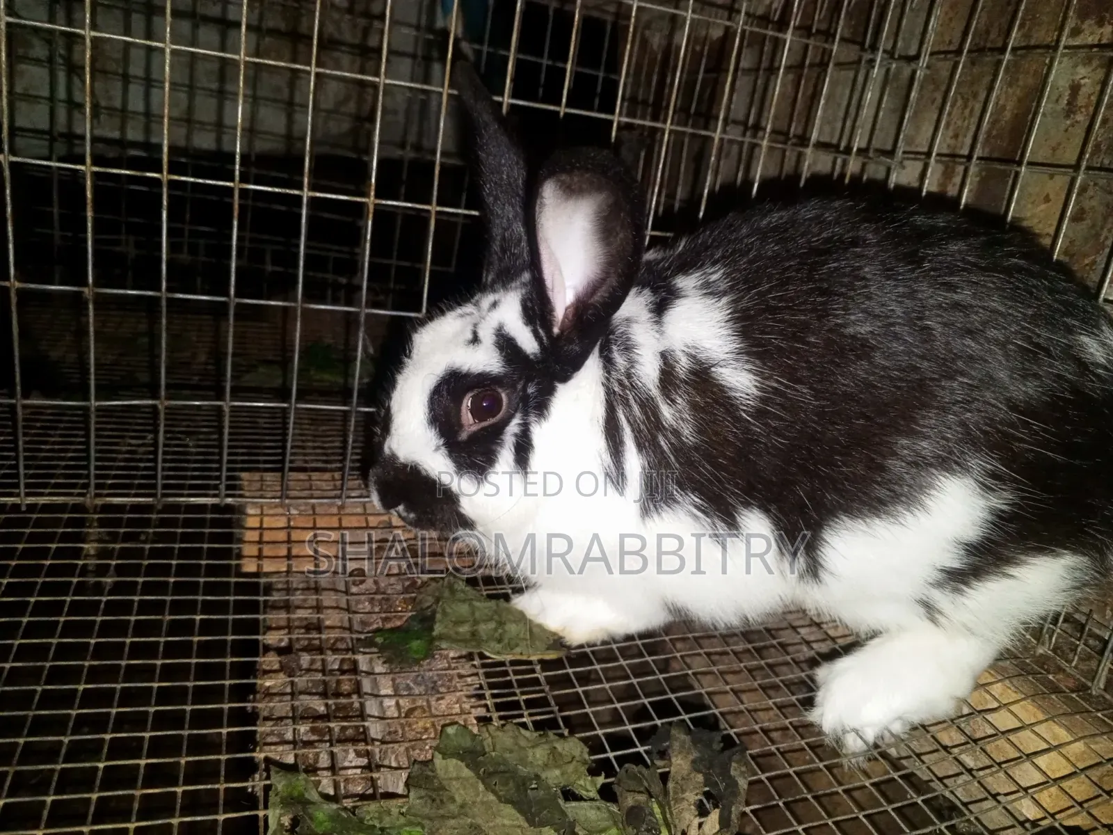 Matured Rabbit Available in Abuja