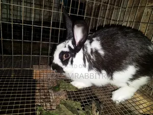 Matured Rabbit Available in Abuja