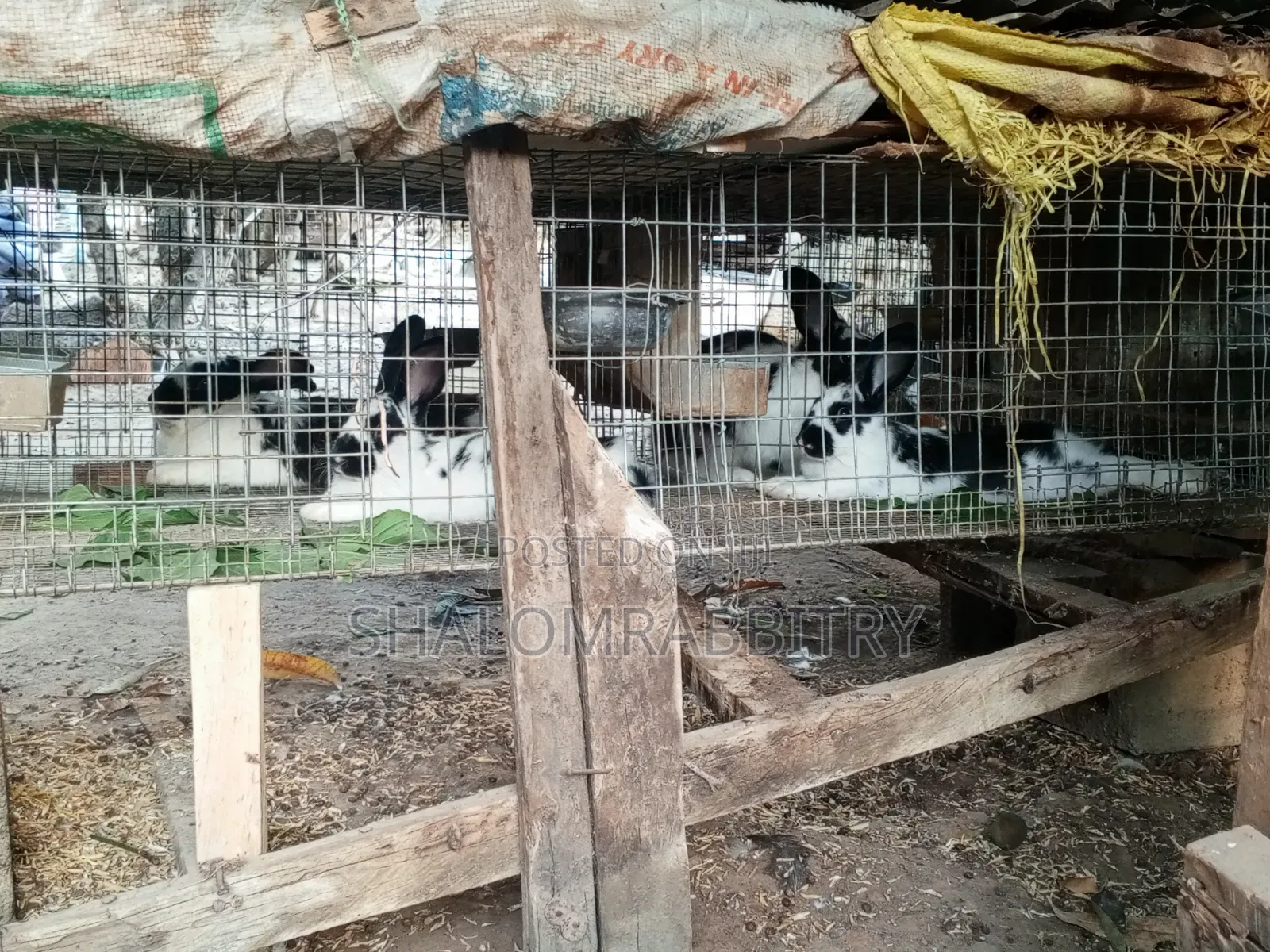 Matured Rabbit Available in Abuja