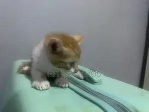 1-3 months Male Purebred American Shorthair