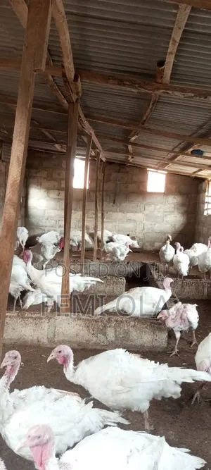 Imported Turkeys Available for Sale, BULK or Unit BUYER NEEDED