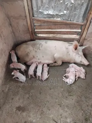 Breeding and Selling of Matured Pig