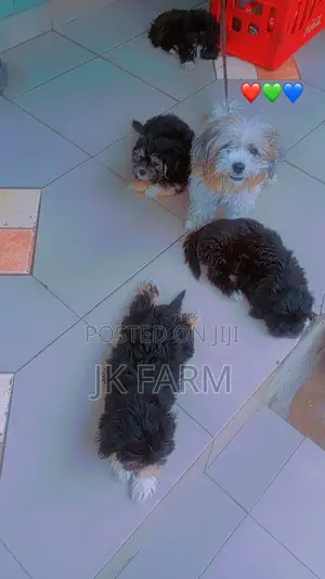 1-3 months Female Purebred Lhasa Apso