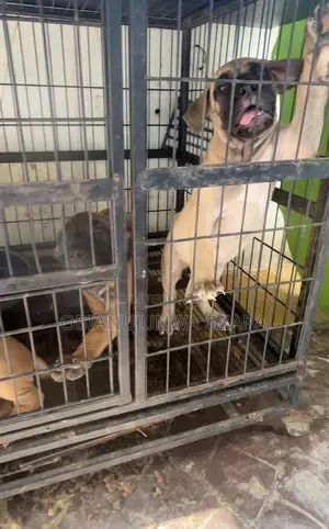 1-3 months Male Purebred Boerboel