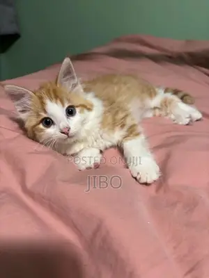 1-3 months Male Mixed Breed Tabby