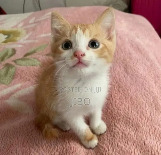 1-3 months Male Mixed Breed Tabby