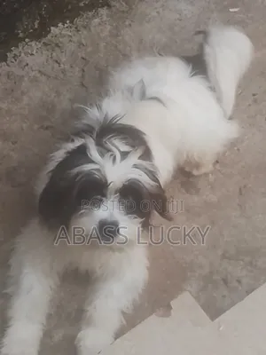 1+ year Male Purebred Lhasa Apso