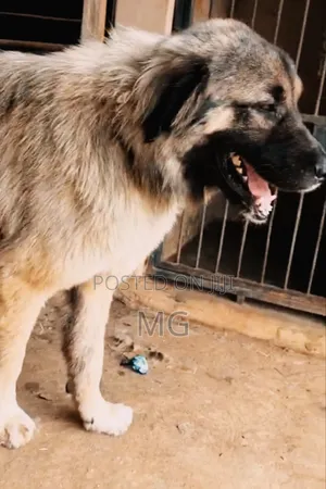 1+ year Male Purebred Caucasian Shepherd