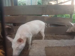 Pigs for Sale