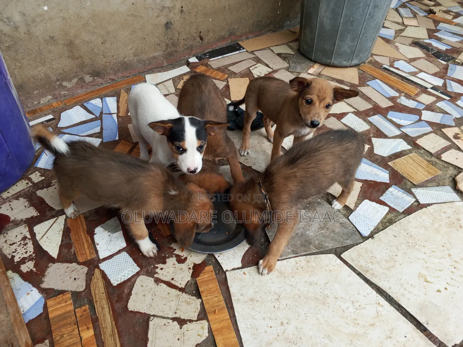 1-3 months Female Mixed Breed Basenji