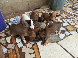 1-3 months Female Mixed Breed Basenji