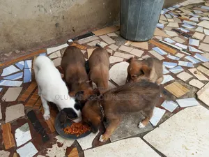1-3 months Female Mixed Breed Basenji