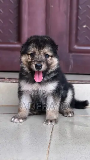 1-3 months Female Purebred German Shepherd