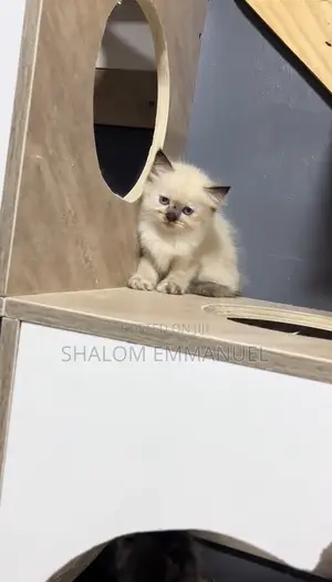 1-3 months Female Mixed Breed Ragdoll