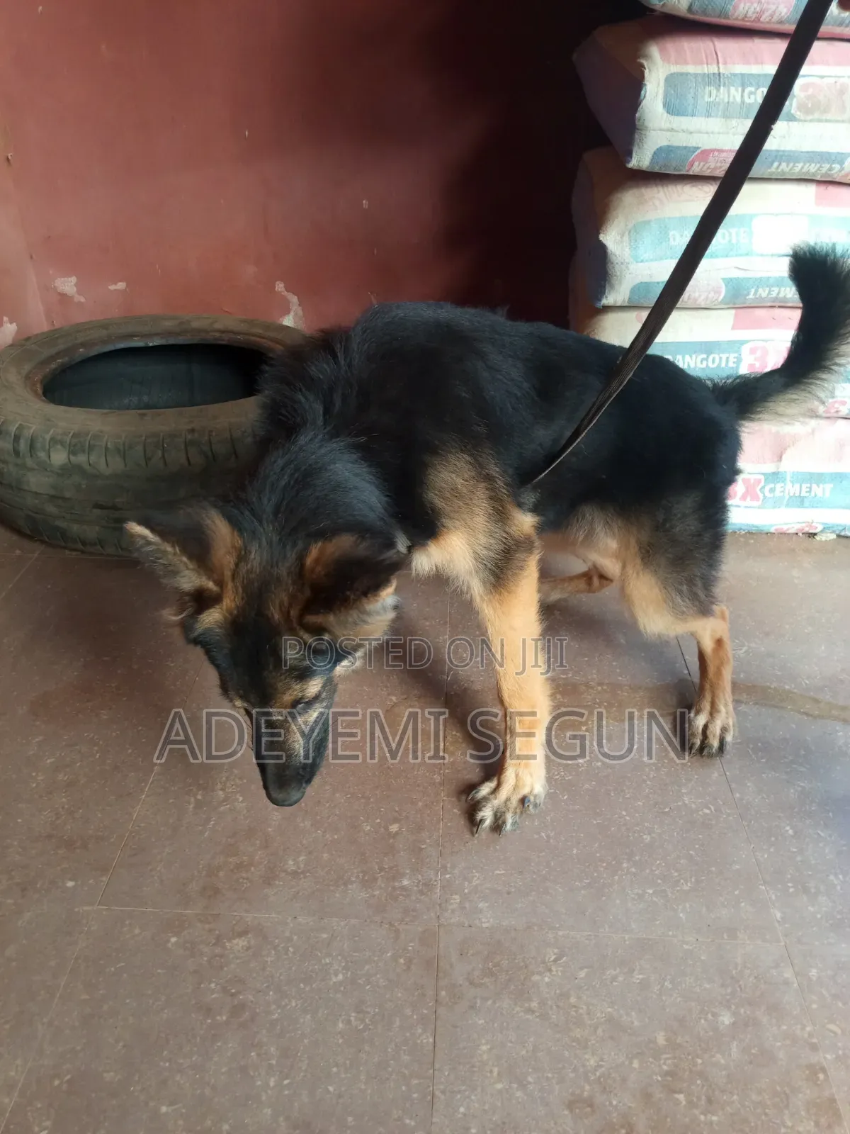 3-6 months Male Purebred German Shepherd