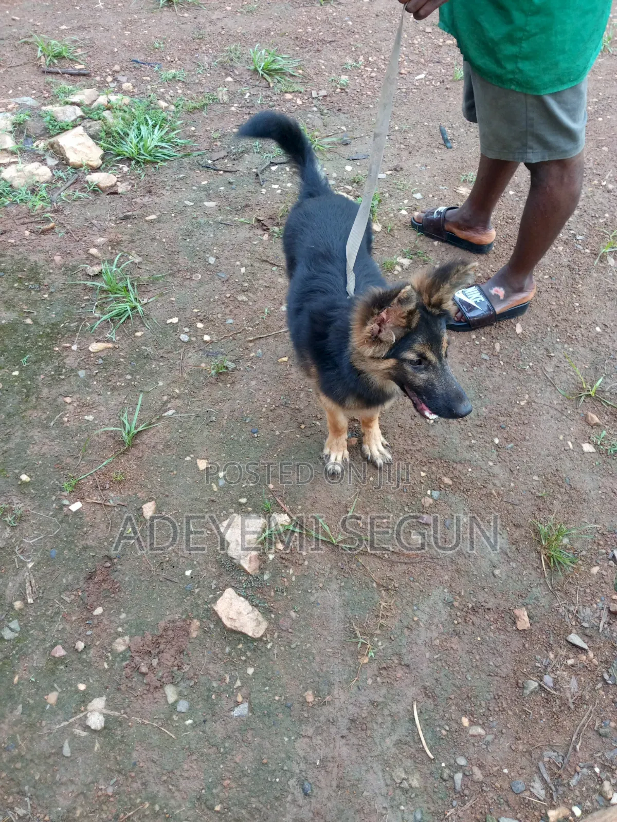3-6 months Male Purebred German Shepherd