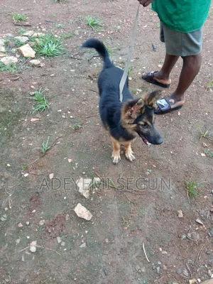 3-6 months Male Purebred German Shepherd