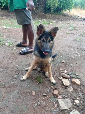 3-6 months Male Purebred German Shepherd