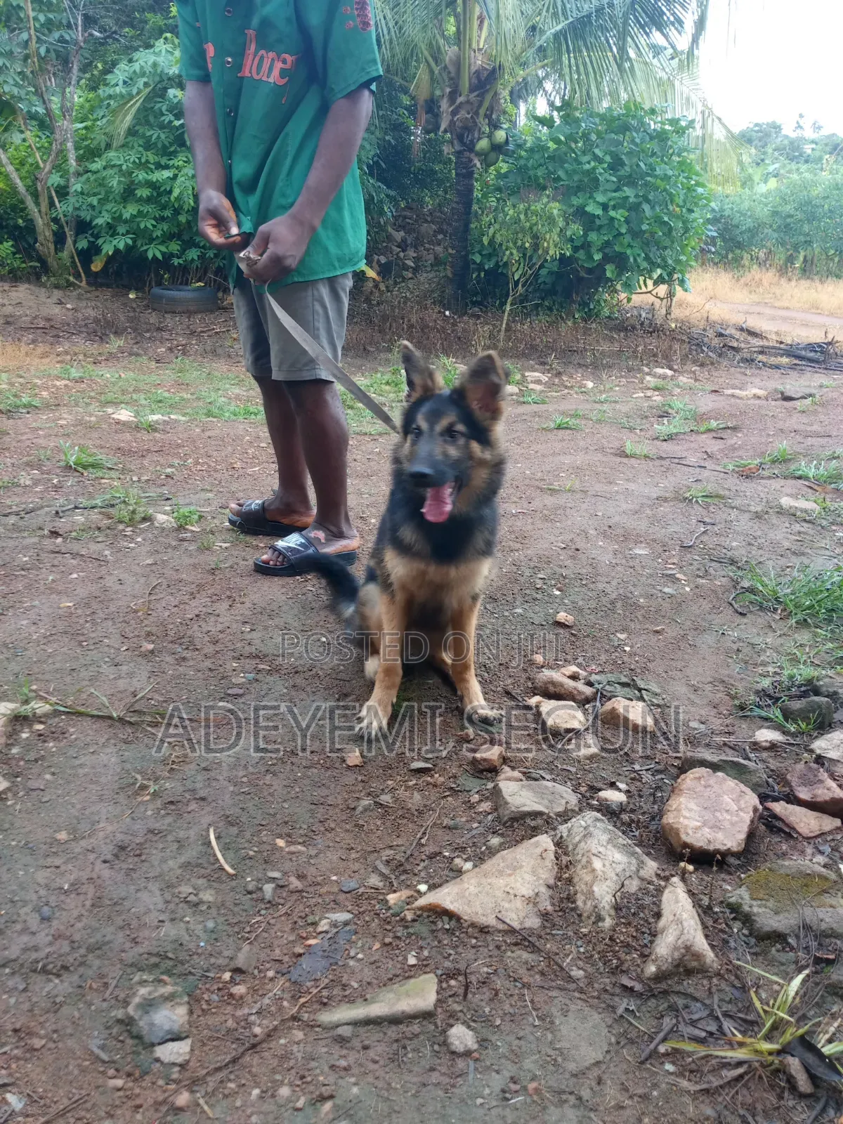 3-6 months Male Purebred German Shepherd