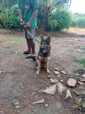 3-6 months Male Purebred German Shepherd