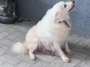 1+ year Female Purebred American Eskimo