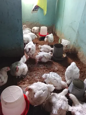 Six Weeks+broiler Chicken