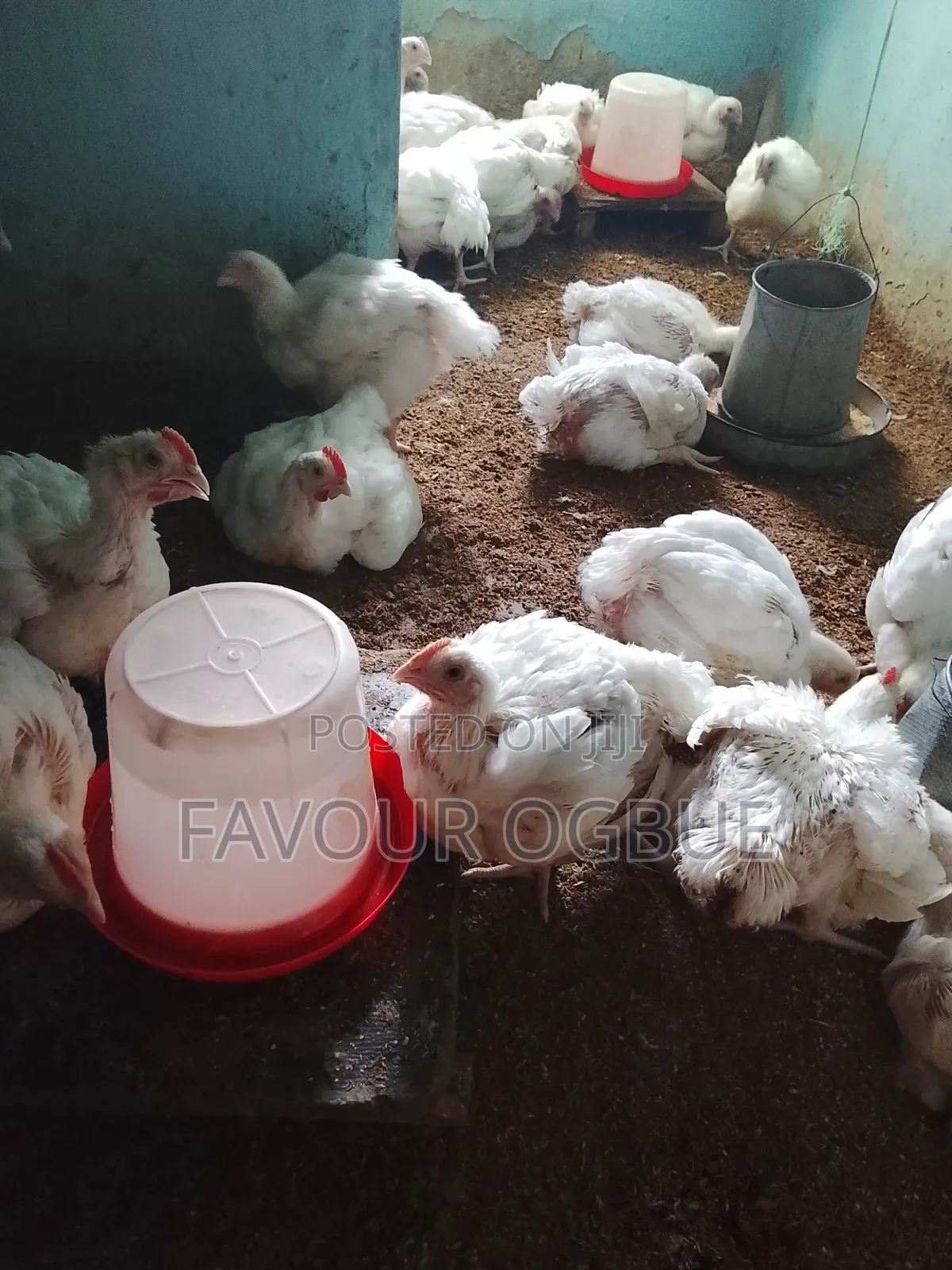 Six Weeks+broiler Chicken
