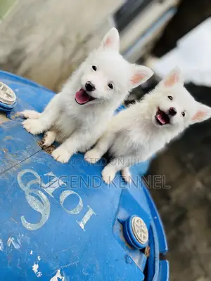 1-3 months Female Purebred American Eskimo