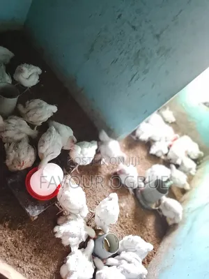 Six Weeks+broiler Chicken