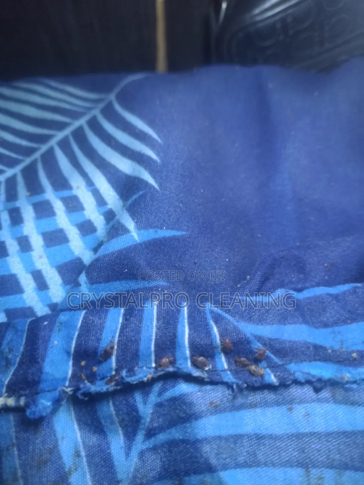 Bedbug/General Fumigation and Treatment
