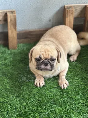 1+ year Male Purebred Pug