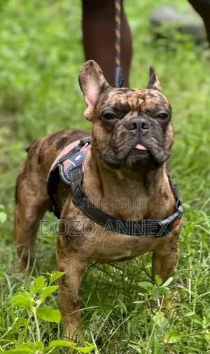 1+ year Male Purebred French Bulldog
