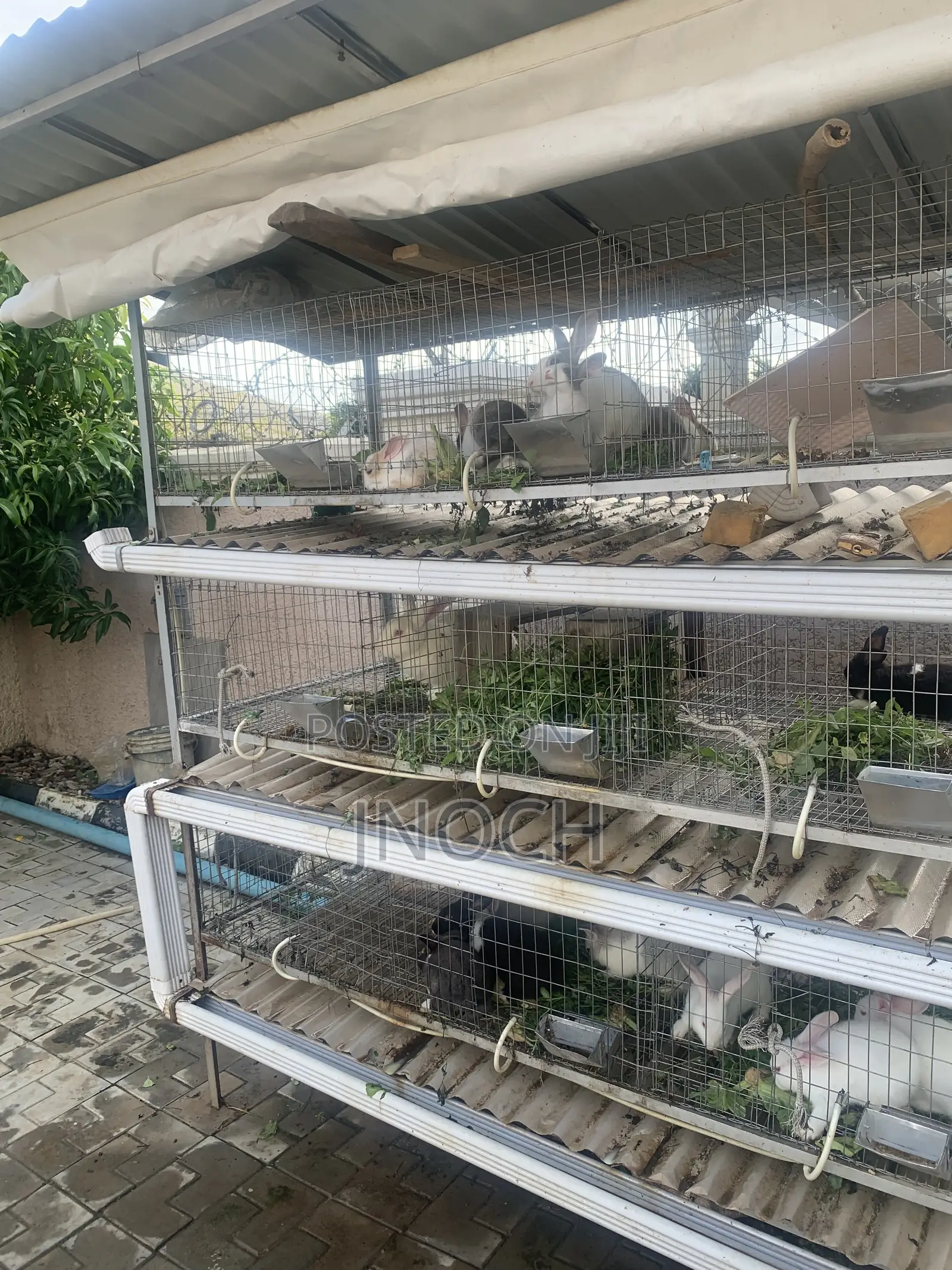 Rabbit Cage (Turnkey Assembly)