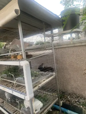Rabbit Cage (Turnkey Assembly)