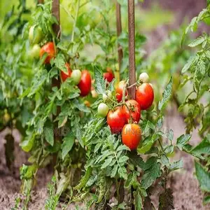 Viable Tomato Seedlings
