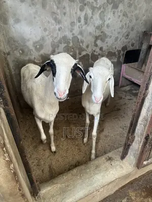 Female Goat