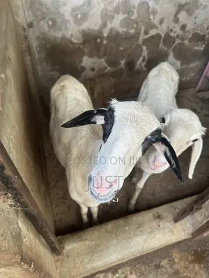 Female Goat