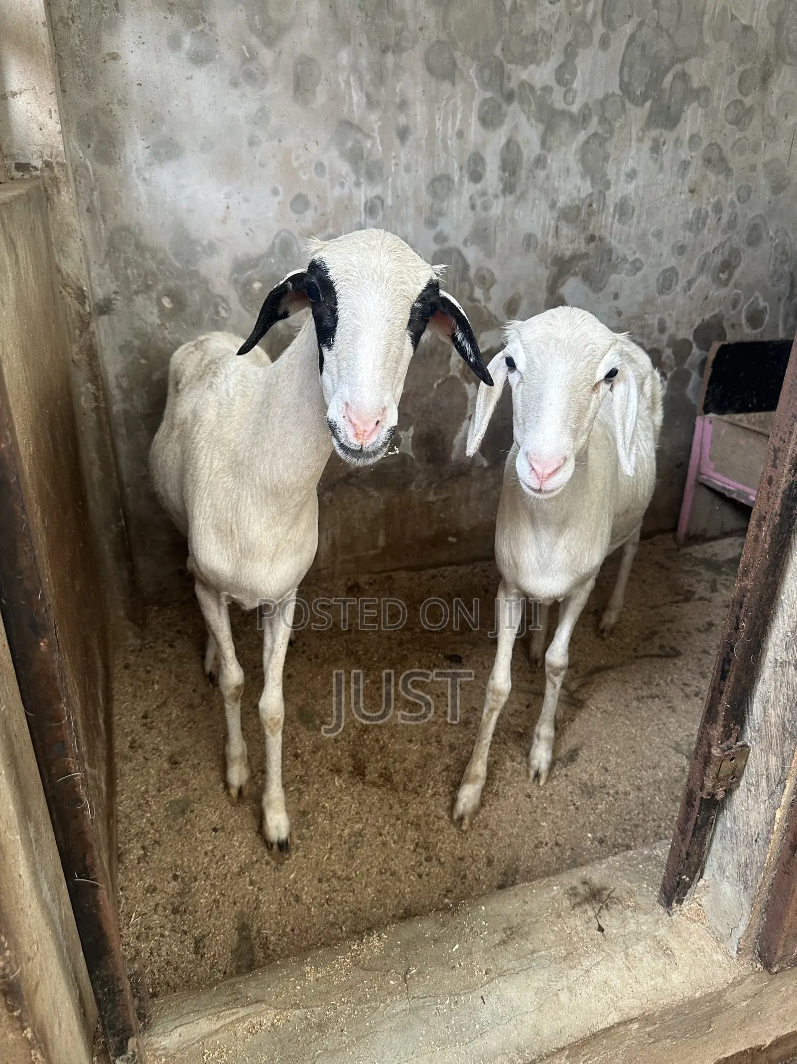 Female Goat