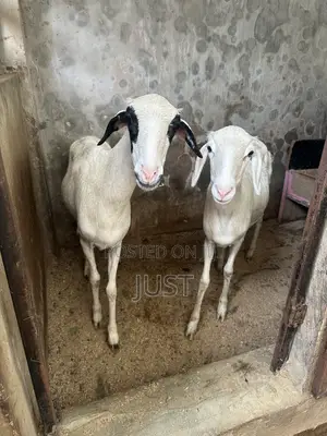 Female Goat