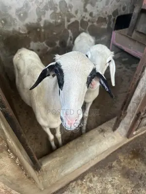 Female Goat
