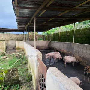 Plots of Land for Livestock Farming