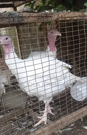 Foreign Turkey for Sale