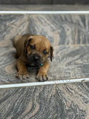 1-3 months Male Purebred Boerboel